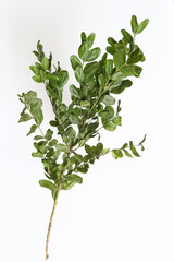 Boxwood branch on a white background isolated.