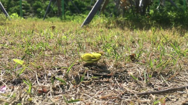A pair of yellow butterflies making love.