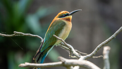 A bird with colorful feathers 4