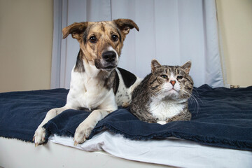 Dog and cat resting on bed in the room