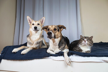 Dogs and old cat resting on bed
