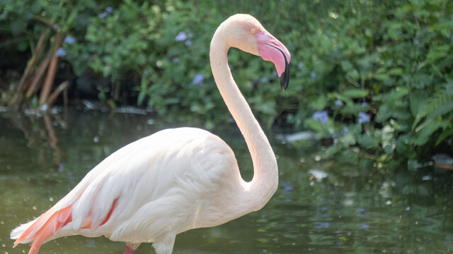 A flamingo with pink feathers 4