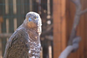 Portrait of a hawk with open yellow eyes and hooked beak on a blurred background on a Sunny spring day. A bird of prey with claws