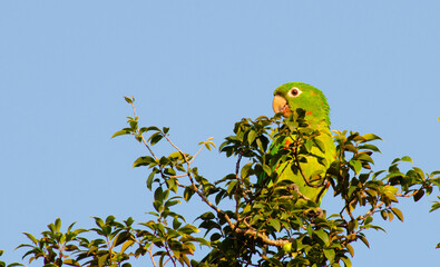 Maritaca, Brazilian bird with the name of maritaca on the branches of a jaboticaba tree.