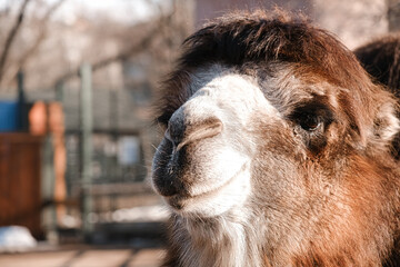 Little camel at the zoo. Smiling camel looks into the camera lens