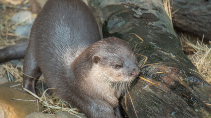 An otter with brown hair 2