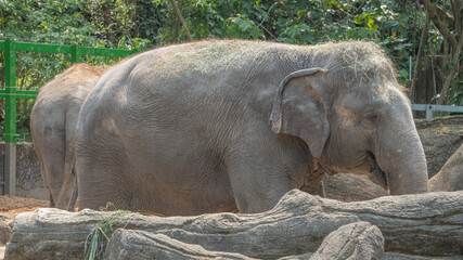 Asian elephant with small ears 2