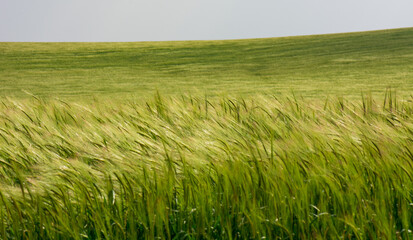 Green field of wheat on a windy day.