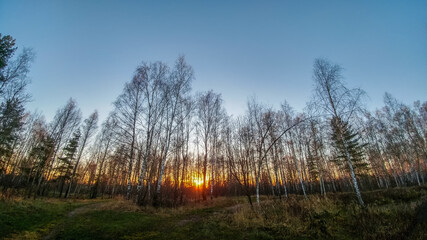 Sunset in the forest