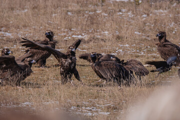 Cinereous Vulture, (Aegypius monachus) in its natural habitat. Wildlife.