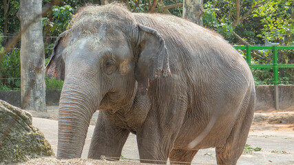 Naklejka premium Asian elephant with small ears 8