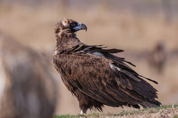 Cinereous Vulture, (Aegypius monachus) in its natural habitat. Wildlife.