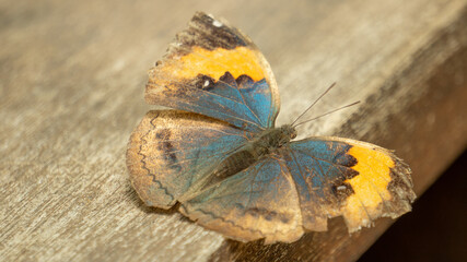 Beautiful pattern of dead leaf butterfly 2