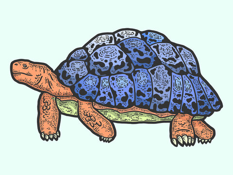 Animal leopard tortoise. Sketch scratch board imitation color.