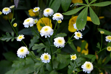 Summer small white flowers on green background. Bright colors. Retro style card. Wallpaper, texture background