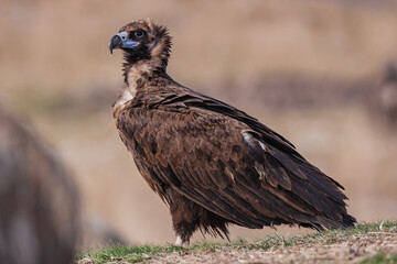 Cinereous Vulture, (Aegypius monachus) in its natural habitat. Wildlife.