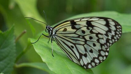 Fototapeta na wymiar Big butterfly in the grass 4