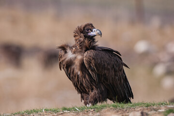 Cinereous Vulture, (Aegypius monachus) in its natural habitat. Wildlife.