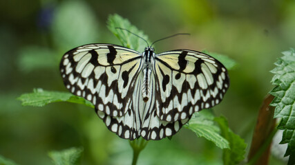 Fototapeta na wymiar Big butterfly in the grass 5