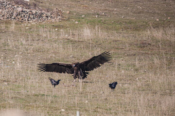 Cinereous Vulture, (Aegypius monachus) in its natural habitat. Wildlife.