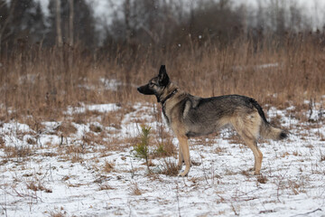 Mixed breed shepherd dog walking in winter field