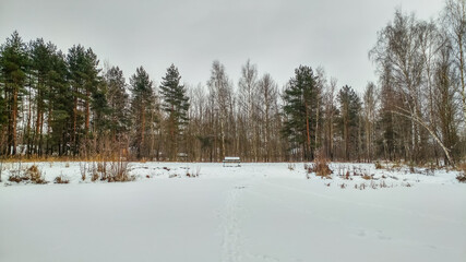 Winter landscape with snow