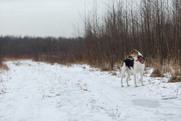 Mixed breed shepherd dog walking in winter field
