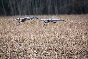 Selective focus photo. Common crane birds on field. Grus grus.