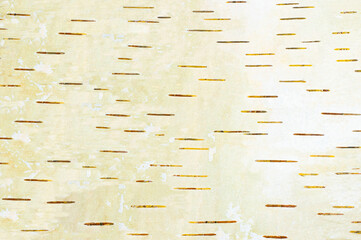 Birch bark texture