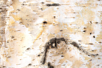 Birch bark texture