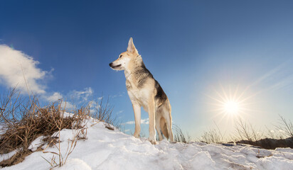 Strong healthy mongrel dog portrait in winter forest