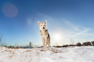 Strong healthy mongrel dog portrait in winter forest
