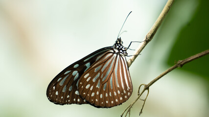 Brown butterfly at the end of the branch