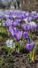 purple crocus flowers