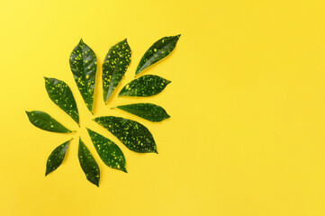 Fototapeta na wymiar Tropical green leaves on yellow background. Flat lay. top view. Copy space. Summer creative concept for your design