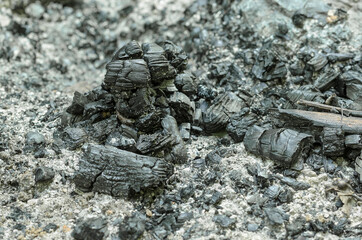 Remains of an extinguished fire with charred branches and ashes. Black pieces of burnt charcoal and gray ash on the ground. Carbonized wood and rests of a fire. Close-up photo.
