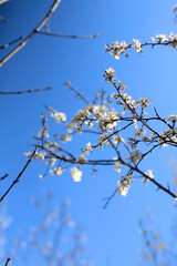 Spring blossoms on a tree. Selective focus.