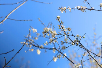 Spring blossoms on a tree. Selective focus.