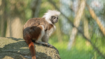 Cotton-top tamarin looking into the distance