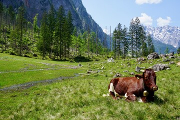 Fototapeta na wymiar Cow laying in the grass in the Bavarian Alps in Berchtesgaden
