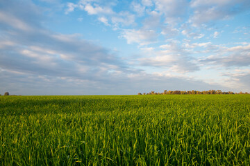 Fototapeta premium Nice clouds and green field.