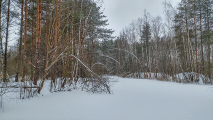 Winter landscape with bent tree trunks under the weight of snow