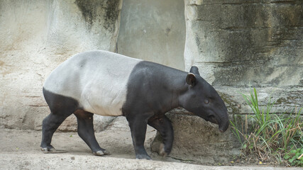 Cute Malay tapir is looking for food everywhere