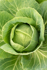Obraz premium Cabbage head in growth at vegetable garden