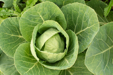 Cabbage head in growth at vegetable garden