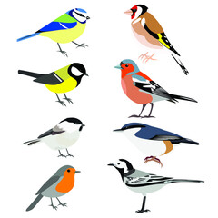 Set of birds: Chaffinch, Wagtail, great tit, nuthatch, robin, goldfinch, chickadee, blue tit vector stock illustration isolated on white background. Vector stock illustration
