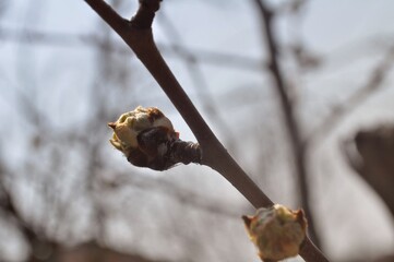 buds of a willow