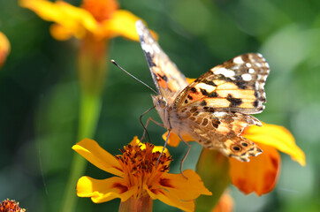 Butterfly on a flower, summer day. Macro. 