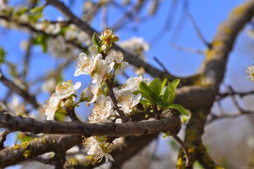 flower an tree