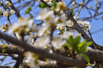 spring in the park
